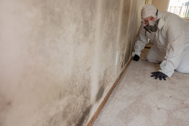 Best HVAC Mold Inspection and Cleaning  in Carlisle, KY